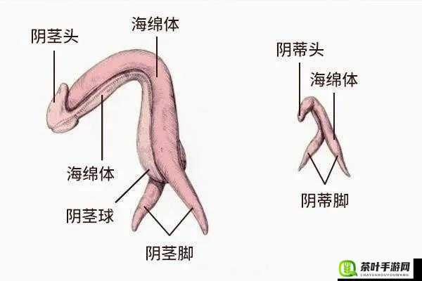 探索未知的神秘领域：大荫蒂荫道的奇妙世界