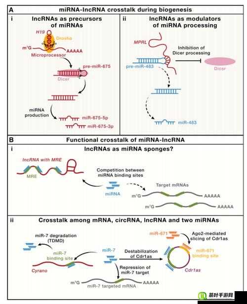 RNA 与 cDNA 杂交：探究基因表达调控的关键机制